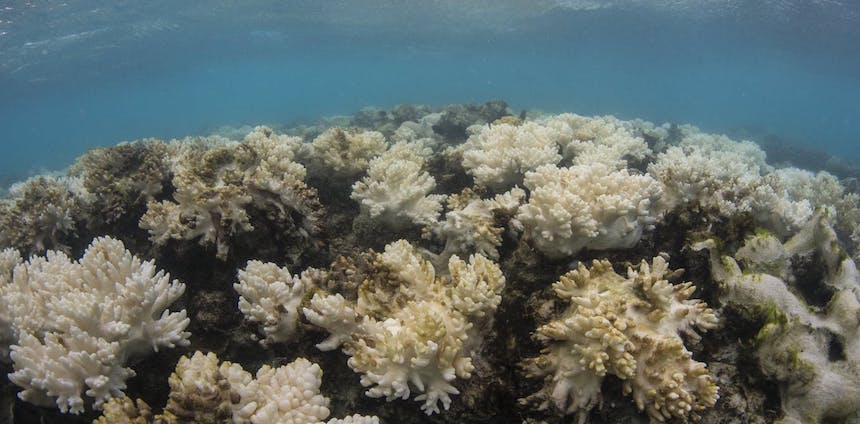 It’s Official: 2016’s Great Barrier Reef Bleaching Was Unlike Anything That Went Before